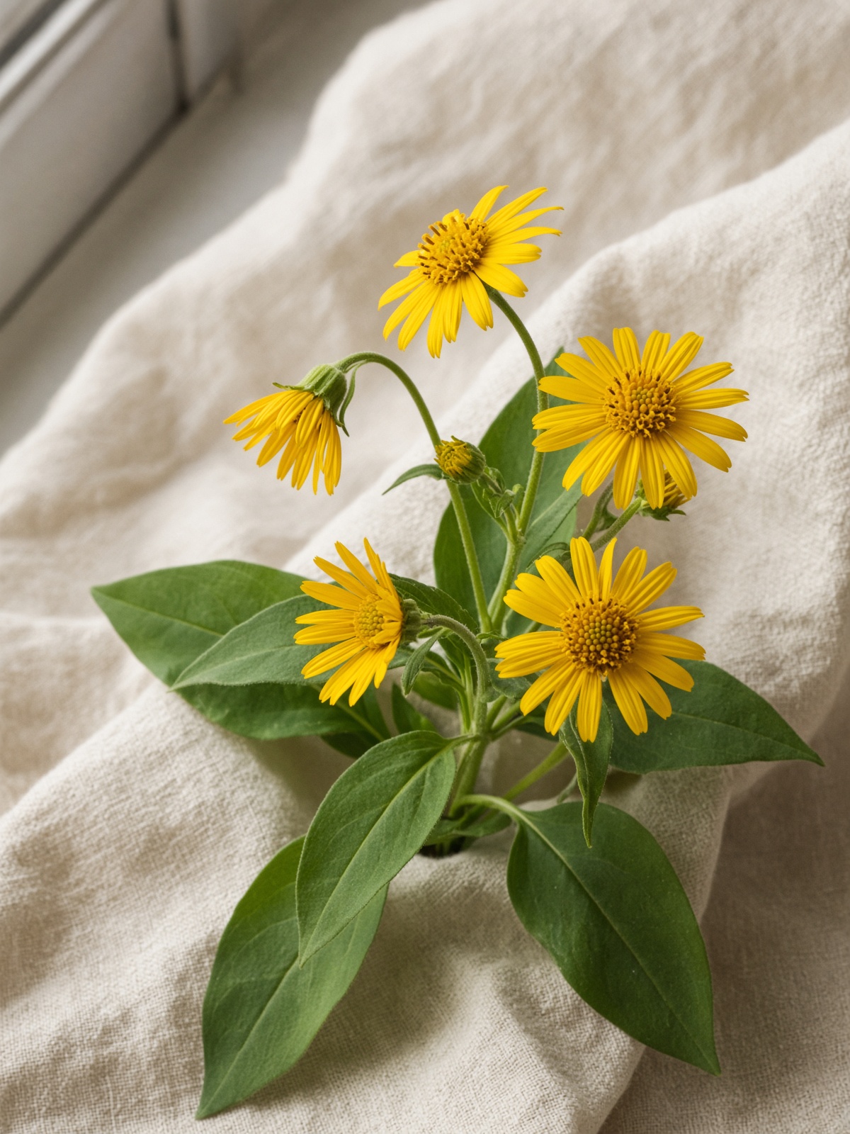 Arnica (Arnica montana)