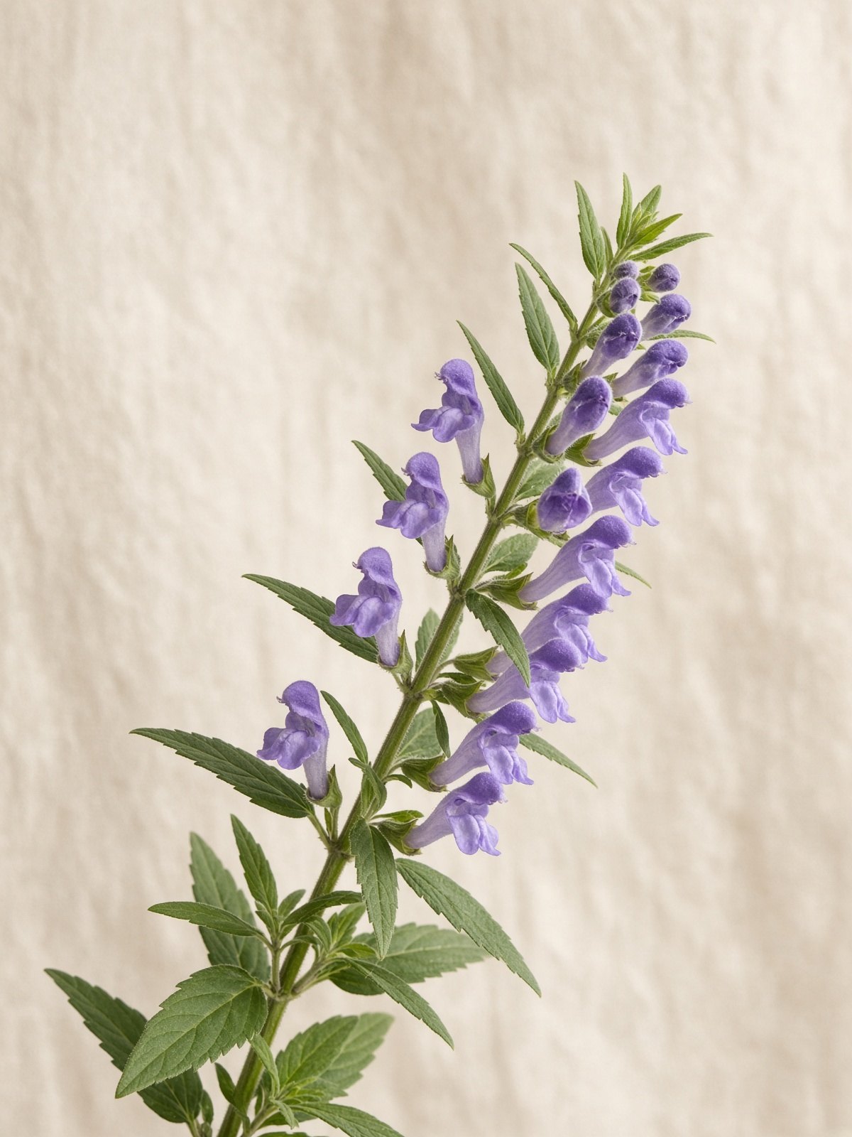 Baikal skullcap (Scutellaria baicalensis)