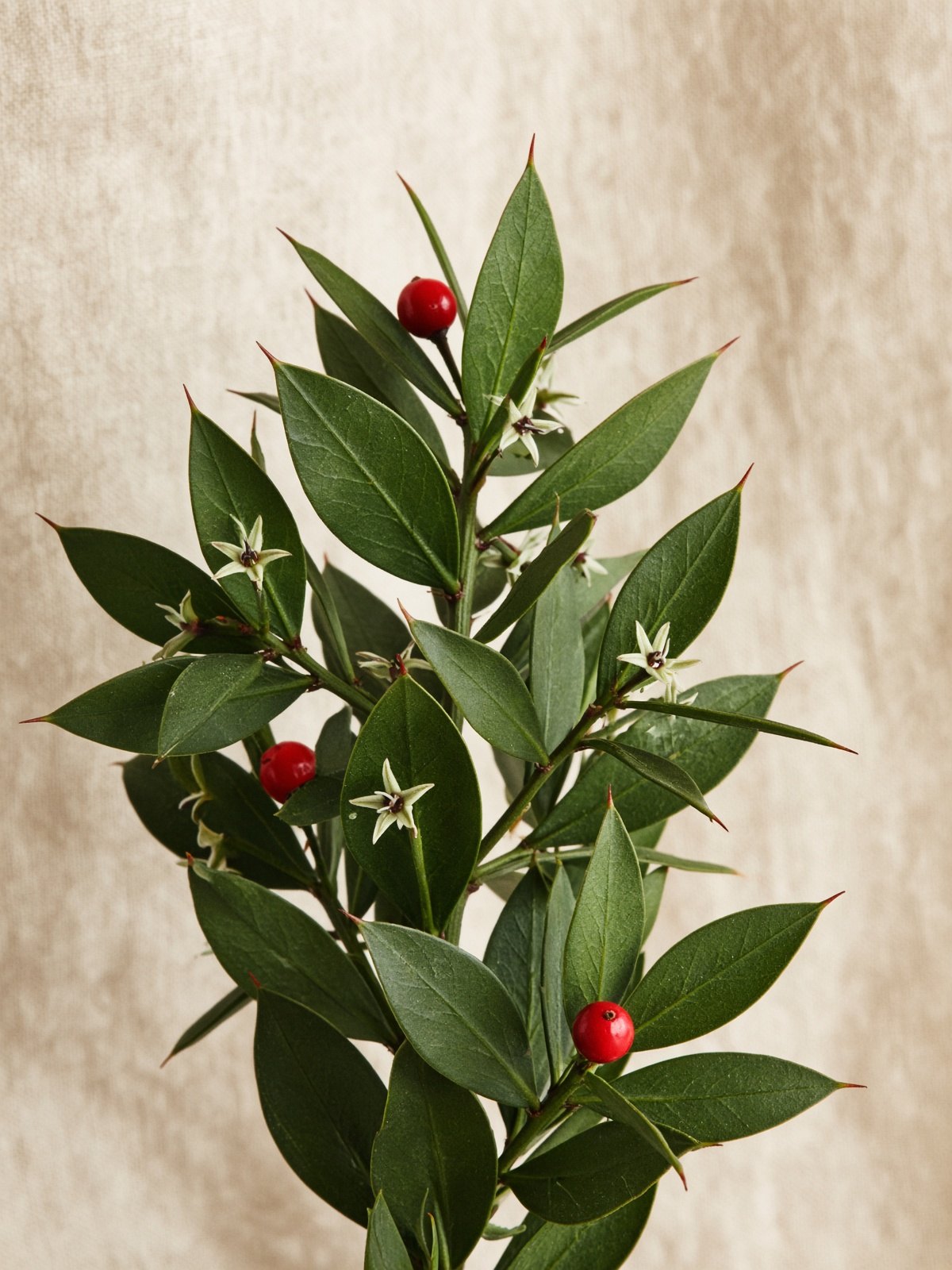 Butcher's broom (Ruscus aculeatus)