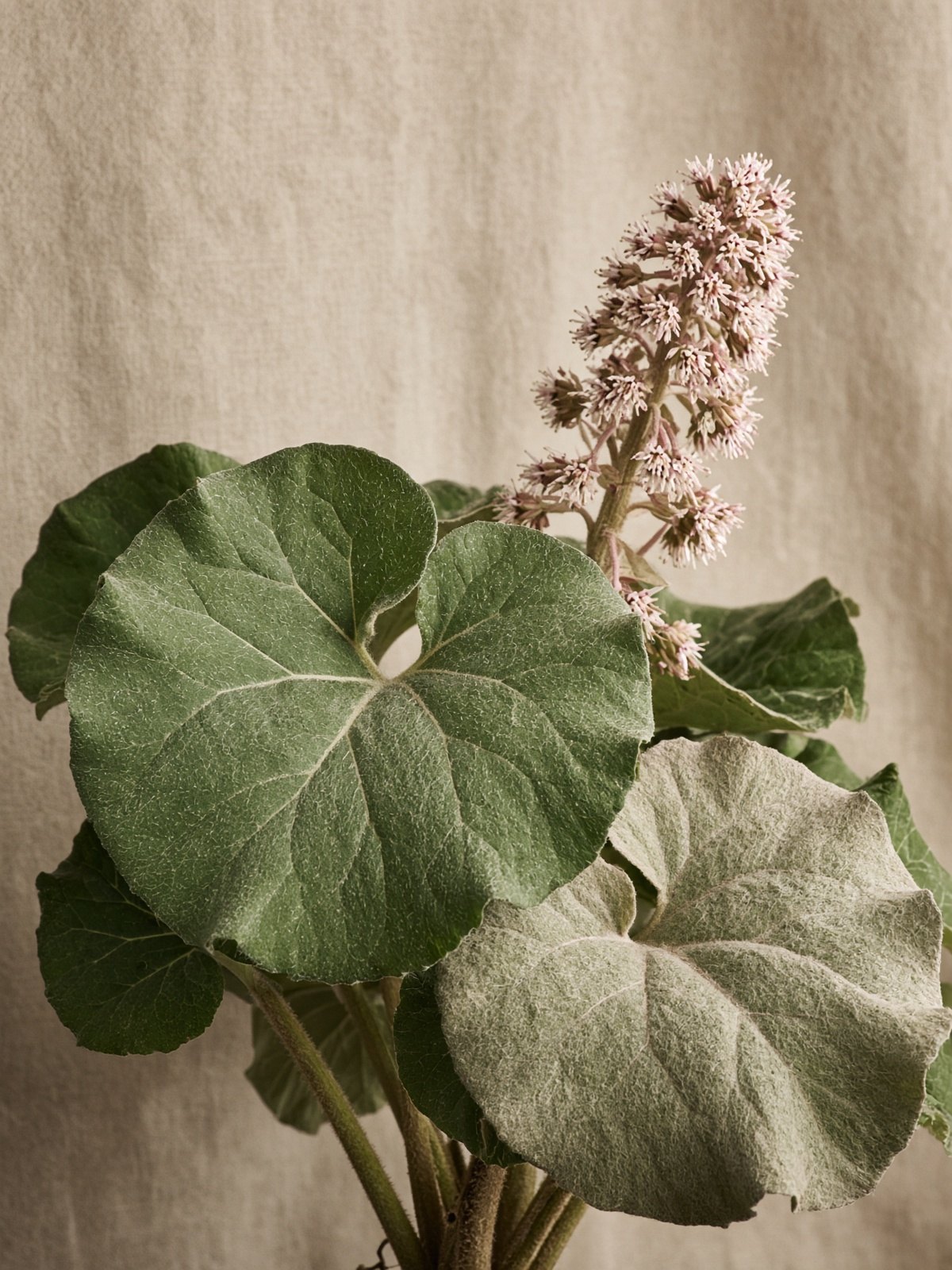 Butterbur (Petasites hybridus)