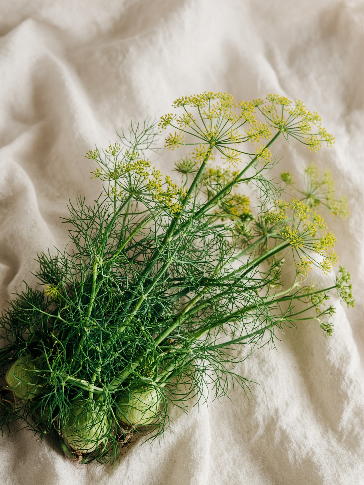Fennel (Foeniculum vulgare)