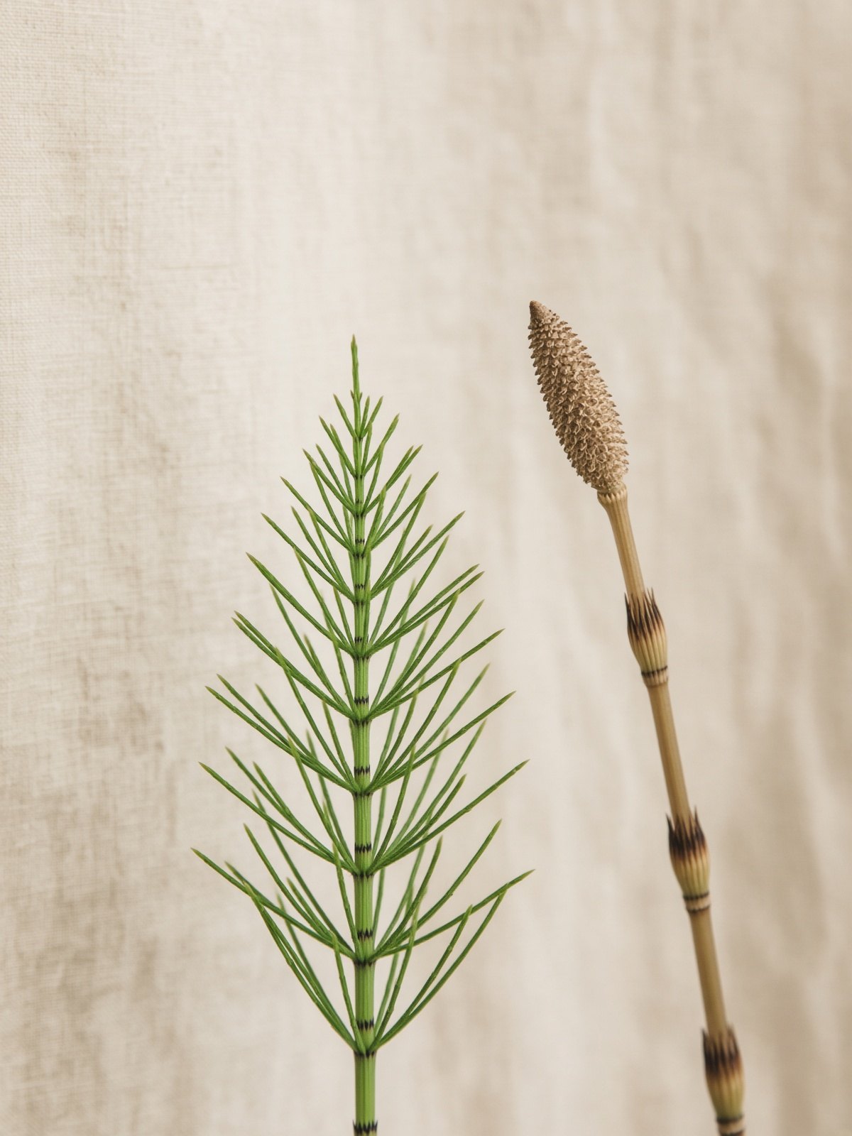 Field horsetail (Equisetum arvense)