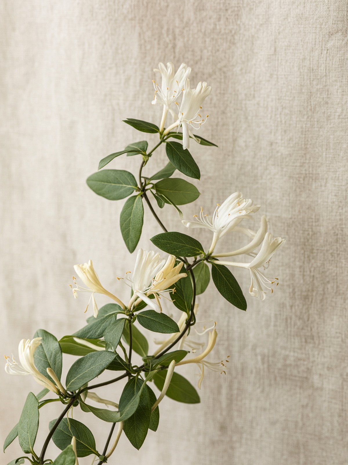 Honeysuckle (Lonicera japonica)