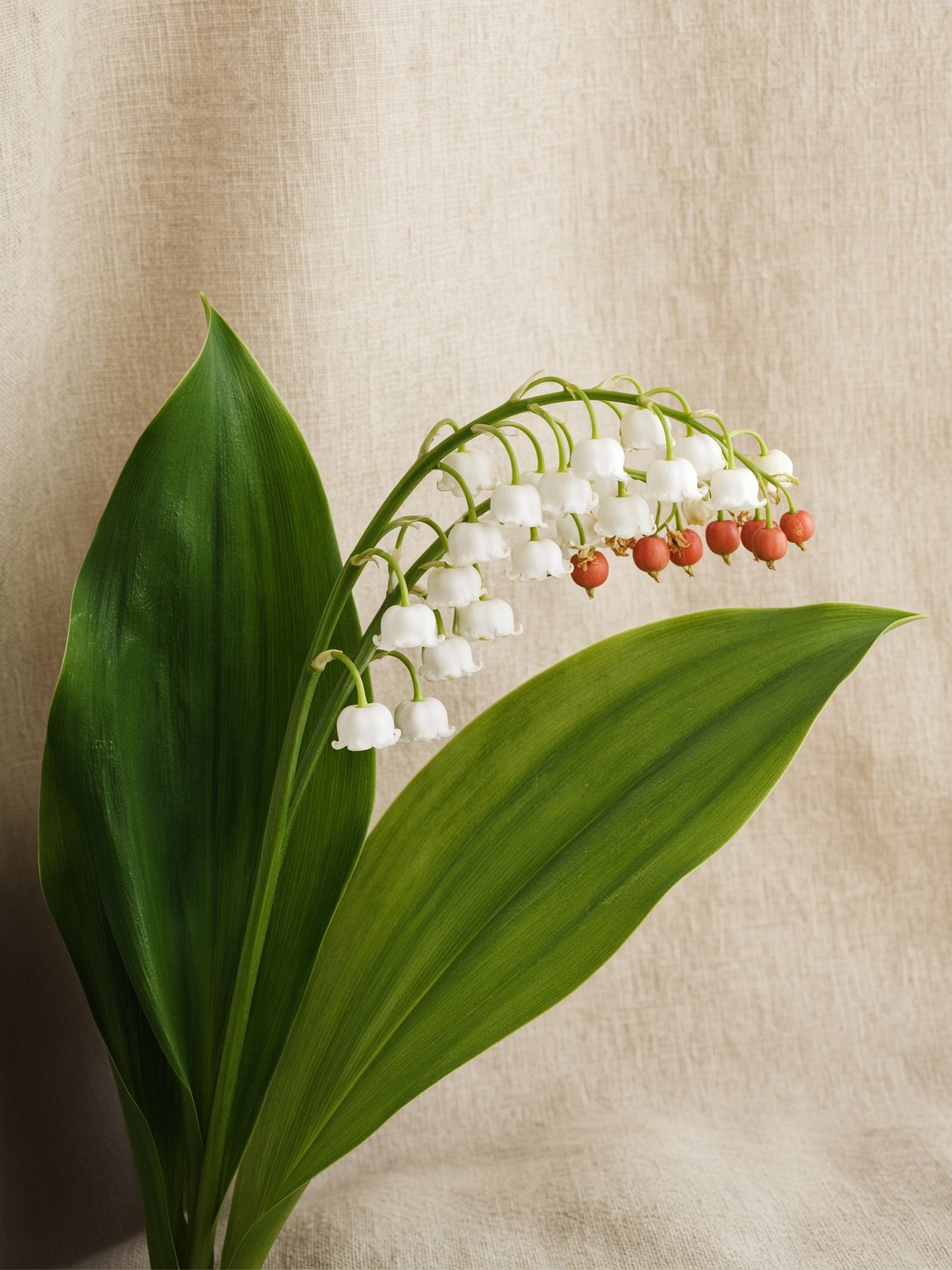 Lily of the valley (Convallaria majalis)