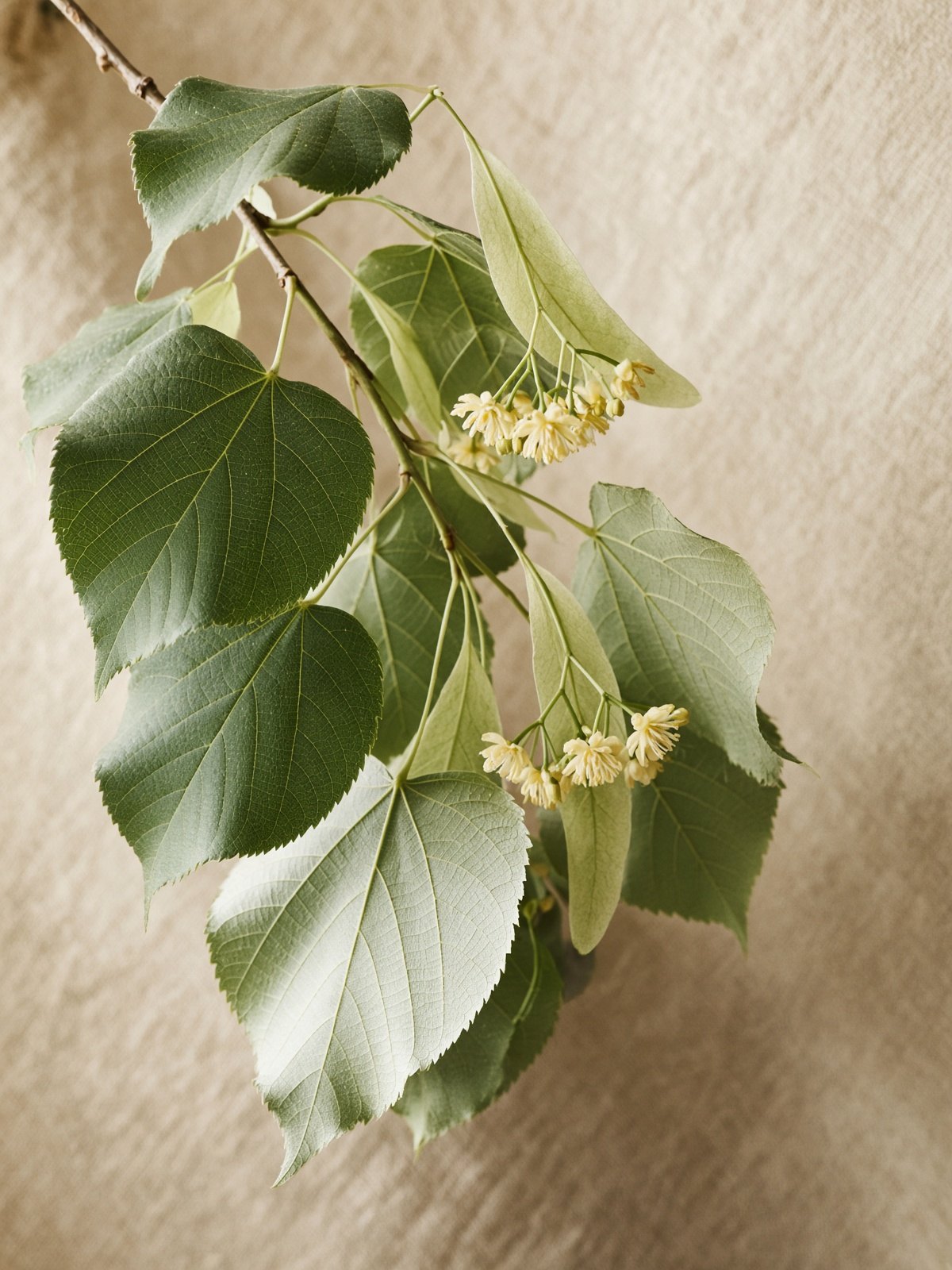 Linden (Tilia cordata)