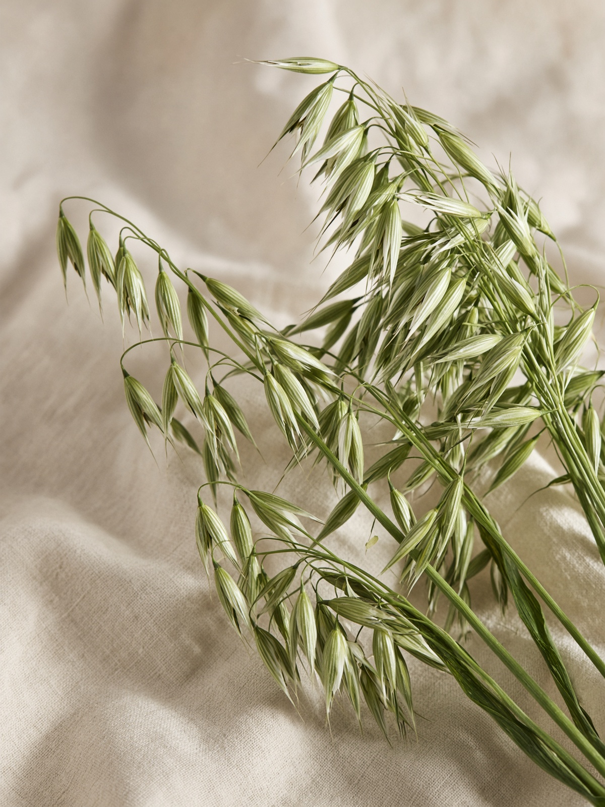 Oat (Avena sativa)