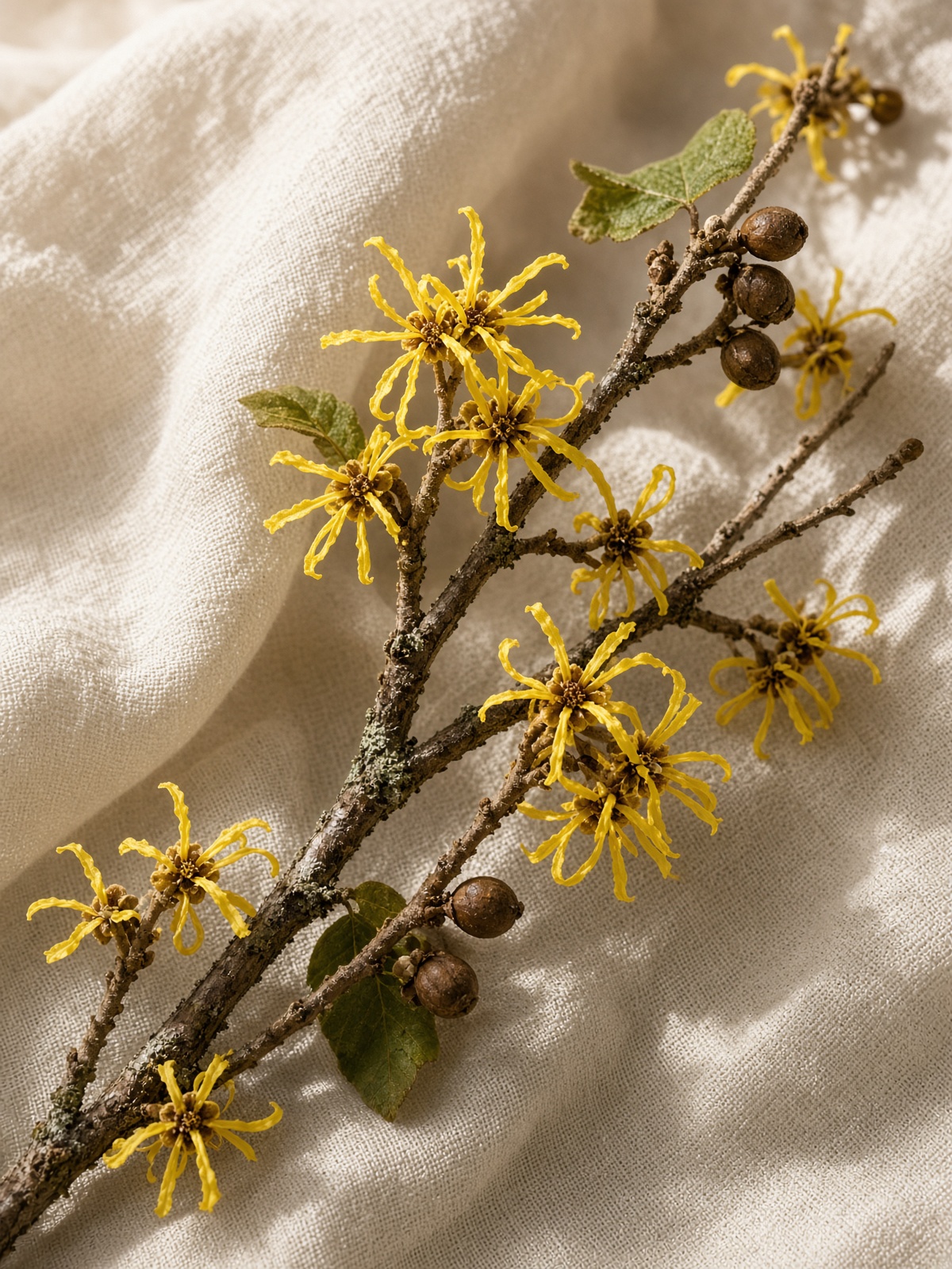 Witch hazel (Hamamelis virginiana)